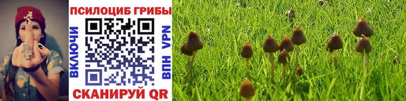 Псилоцибиновые грибы Cubensis  Купить закладки  Бабушкин 